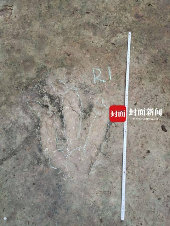 宜宾乡村网红报料：我家发现恐龙脚印